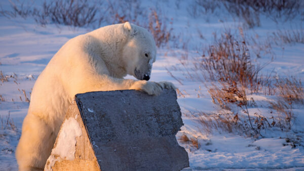 Wallpaper Bear, Animals, Polar, Desktop