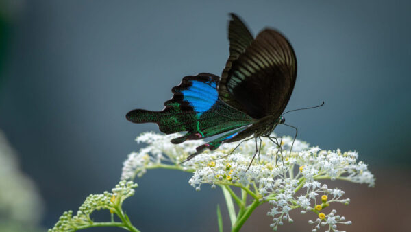 Wallpaper White, Blur, Flowers, Desktop, Background, Butterfly, Blue, Black, Plants