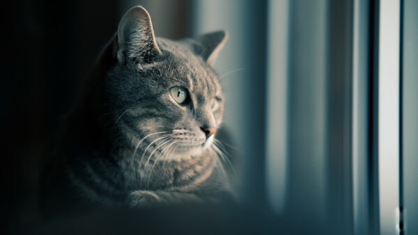 Wallpaper Cat, Stare, Desktop, Look, Ash, With