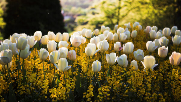 Wallpaper White, Blur, Flowers, And, Background, Yellow, Field, Beautiful, Tulip