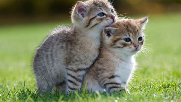 Wallpaper Green, Two, Kitten, Cute, Grass, Brown, Cat, Kittens, White