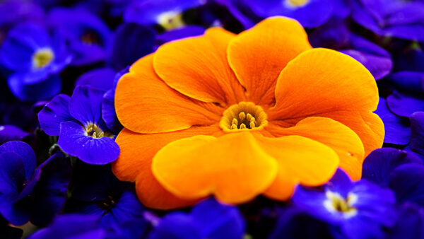 Wallpaper Flower, Blue, Yellow, View, Closeup, Flowers