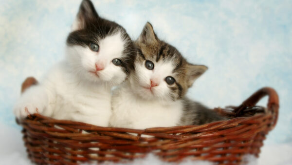 Wallpaper Background, Basket, Bamboo, Light, Cat, Black, Blue, Kittens, Inside, White, Kitten