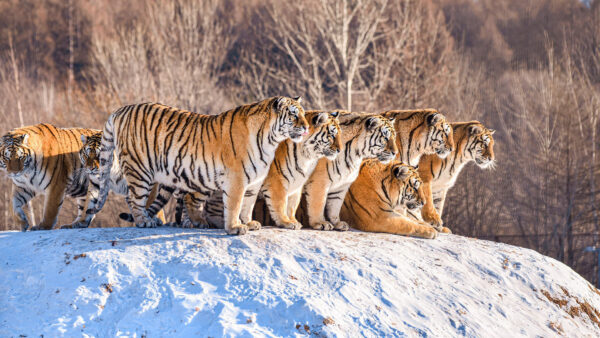 Wallpaper Tiger, Group, Standing, Mountain, Background, Forest, Are, Tigers, Snow