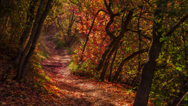 Wallpaper Between, Path, Leaves, Mobile, Desktop, Sunlight, Nature, With, Red, Trees, Forest, Green, Trail