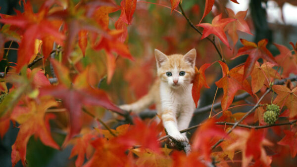 Wallpaper Autumn, Cat, Leaves, White, Red, Branches, Brown, Kitten, Cute, Tree