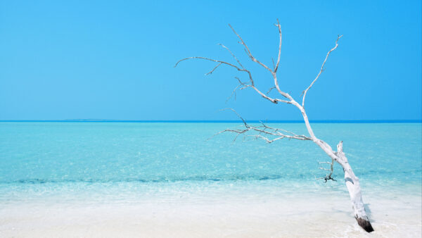 Wallpaper Tree, Beautiful, Branches, Desktop, Ocean, View, Sky, Beach, Blue, White, Under, Mobile, Sand, Nature