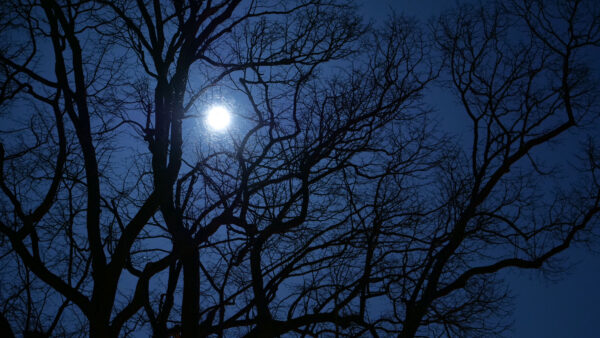 Wallpaper Sky, Background, Moon, Blue, Branches, Between, Tree, Photography, Mobile, Desktop