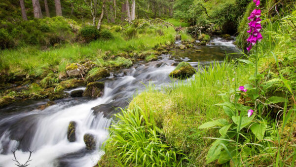 Wallpaper Stones, River, Algae, Green, Trees, Grass, Covered, Field, Stream, Nature, Water