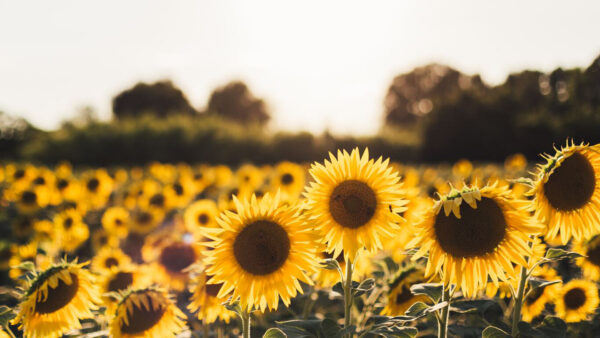 Wallpaper Sunflowers, Green, Blur, Sunflower, Trees, Field, Bokeh, Background