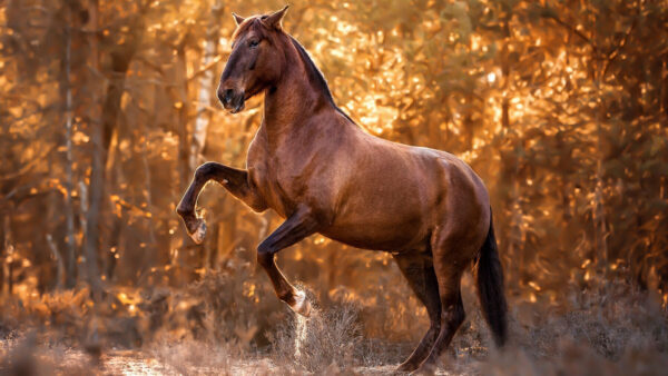 Wallpaper Forest, Legs, Brown, Two, Horse, Water, Standing, Background