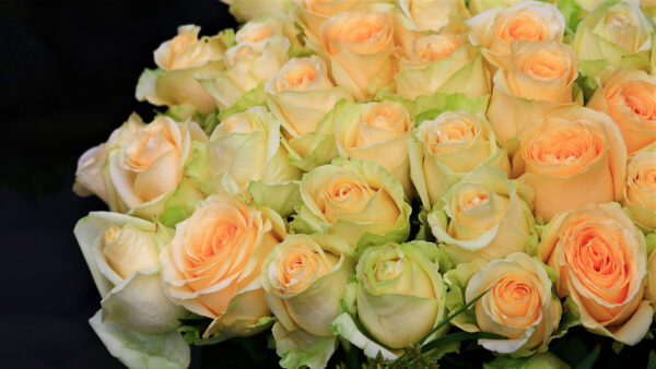 Wallpaper Rose, Flowers, Bouquet, Bunch, Background, Yellow, Black, Bud