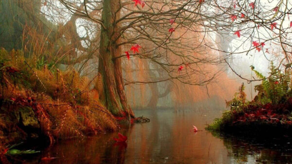 Wallpaper Green, Trees, Beautiful, Plants, Red, Leaves, Autumn, Lake