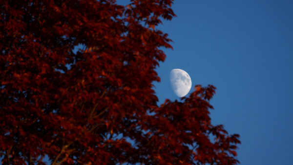 Wallpaper Branches, Moon, Autumn, Tree, View, Closeup, Desktop, Red, Blue, Nature, Background, Mobile, Sky, Leaves