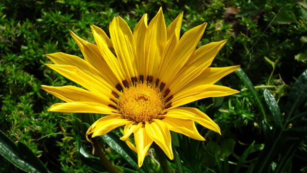 Wallpaper Green, Flower, Yellow, Closeup, Petals, Flowers, Plants, View, Gazania, Background