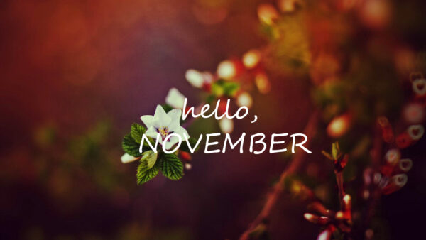 Wallpaper Blur, November, Flowers, Background, Beautiful, Hello