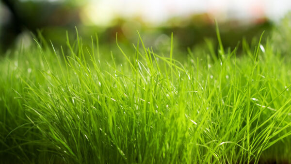 Wallpaper Field, Green, Grass, Bokeh, Background