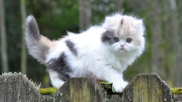 Wallpaper Fur, Black, Fence, Wood, Bokeh, Background, Cat, White, Brown, Blur, Cute, Standing