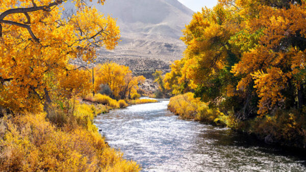 Wallpaper Stream, Mountain, Autumn, River, Leaves, Between, Trees, Yellow, Background, Green, Forest