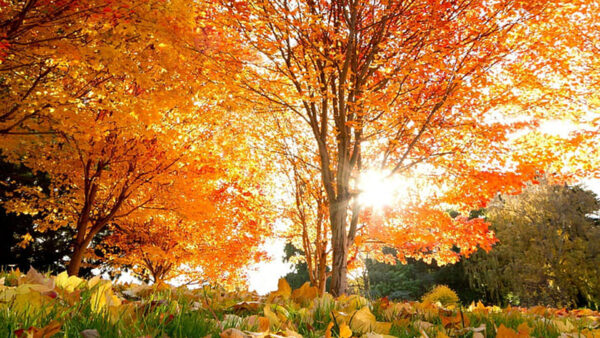 Wallpaper Background, Trees, Yellow, Leaves, Sunlight, Autumn