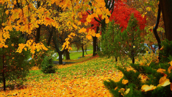 Wallpaper Fall, Yellow, Trees, Green, Fallen, Beautiful, Red, Garden, Leaves