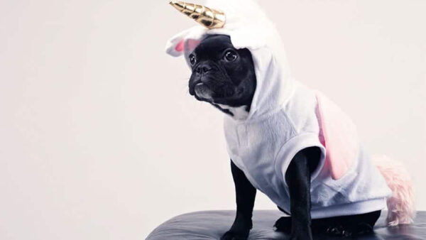 Wallpaper Background, Face, Dog, Unicorn, With, White, Funny