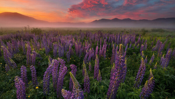 Wallpaper Field, Leaves, Plants, With, Lupine, Mountains, Fog, Purple, Green, Sunset, During, Background, Flowers