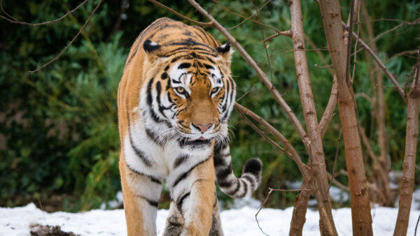 Wallpaper Mobile, Trees, Desktop, Snow, Background, Forest, Tiger, Walking