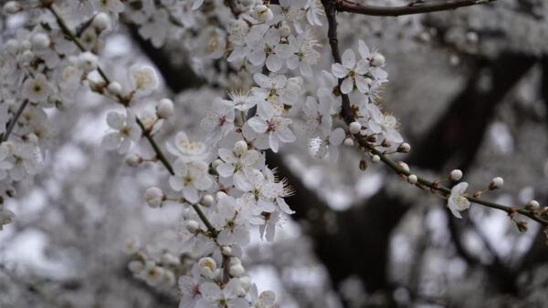 Wallpaper Cherry, White, Mobile, Blossom, Flowers, Desktop, Tree, Branches
