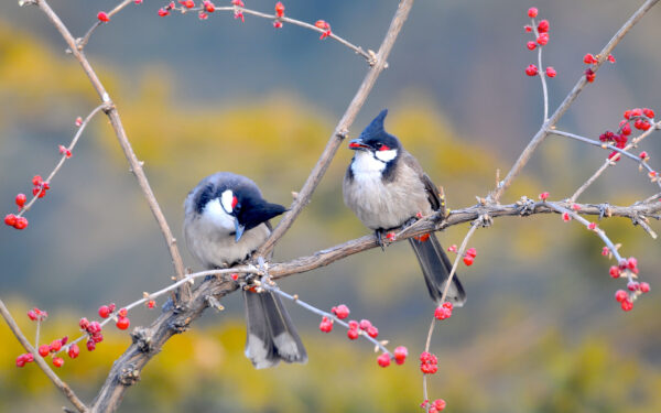 Wallpaper Whiskered, Bulbul, Birds