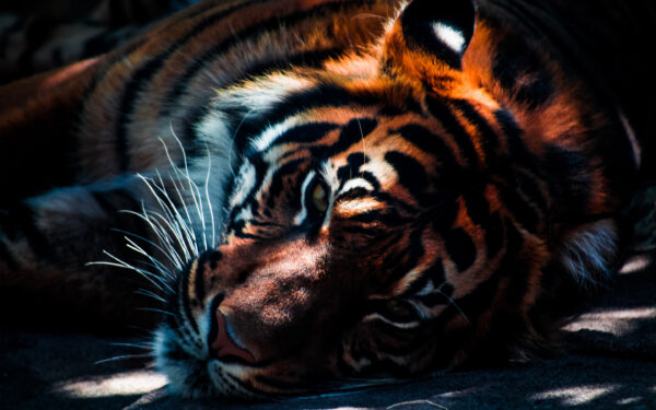 Wallpaper Closeup, Tiger