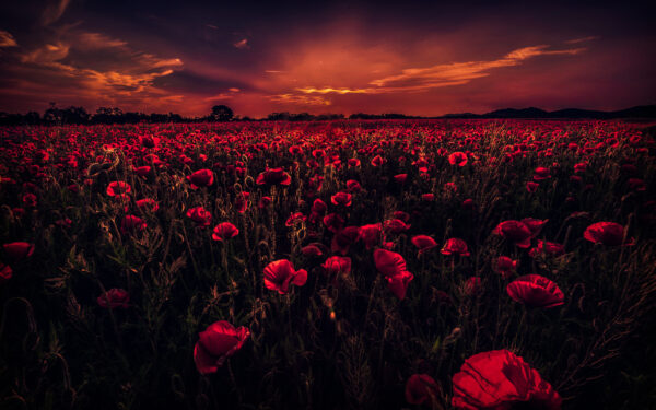 Wallpaper Poppy, Field