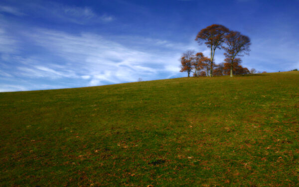 Wallpaper Hill, Tree, Indian