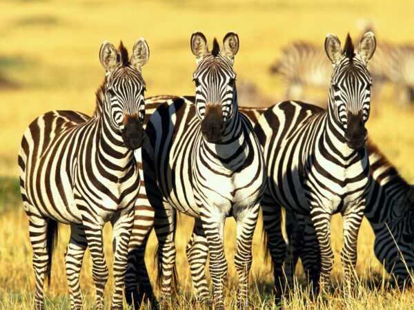 Wallpaper Kenya, Masai, Mara, Burchell’s, Zebras