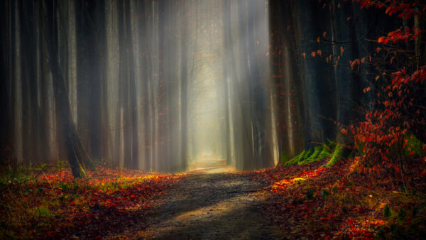 Wallpaper Autumn, Forest