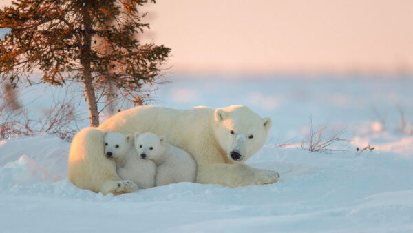 Wallpaper Animals, Pc, 1920×1080, Cubs, Images, Desktop, Snowman, Bears, With, Cool, Polar, Background