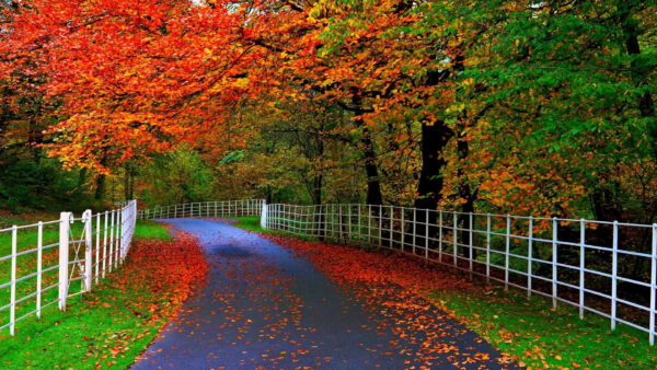 Wallpaper Falling, Leaves, Between, Desktop, Trees, Nature, Road