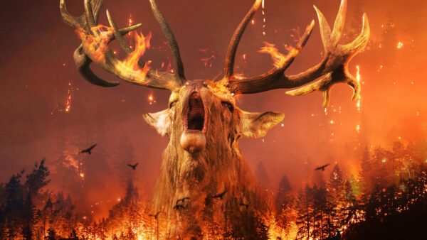 Wallpaper Wildfire, Siberia