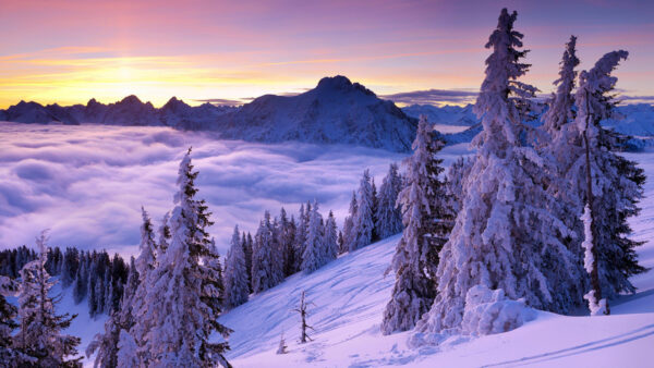 Wallpaper Nature, Fog, Snow, Covered, Moutains, Sunrise, Trees, Mobile, With, During, Desktop, And