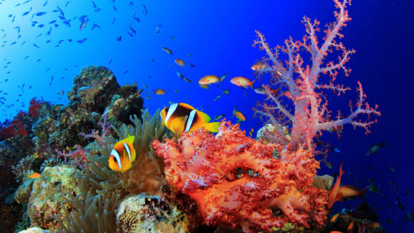 Wallpaper Reefs, Swimming, Colorful, Animals, Coral, Fish, Desktop, Near, Under, Shoal, Sea
