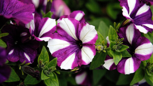 Wallpaper Closeup, Flowers, Desktop, Petunia, Leafed