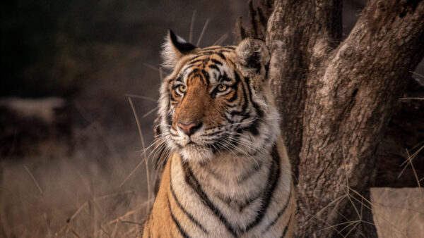 Wallpaper Trunk, Tree, Mobile, Desktop, Background, Tiger