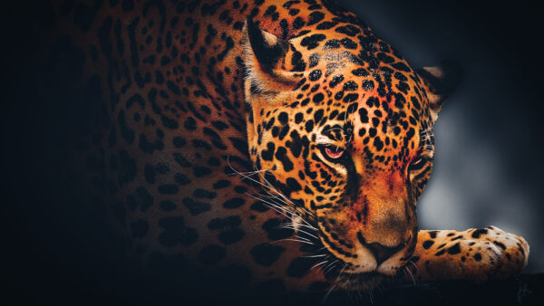 Wallpaper Dark, Jaguar, Leopard, Background, Theme, Black