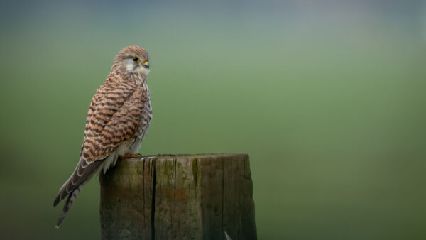 Wallpaper Animals, Brown, Wood, Mobile, Bird, Desktop, Standing, Kestrel