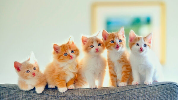 Wallpaper Kitten, Couch, Sitting, Background, Are, Kittens, Top, Cat, Bunch, White, WALL, Brown, Blur