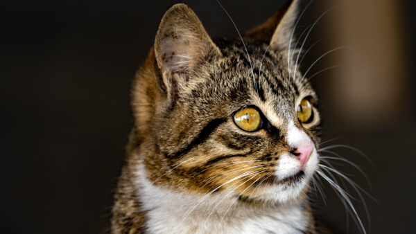 Wallpaper Brown, Black, White, Mobile, Cat, Background, Yellow, Eyes, Desktop