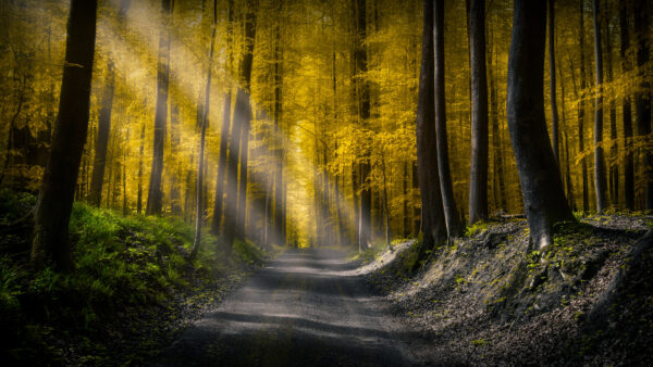 Wallpaper Road, Background, Autumn, Between, Trees, Desktop, Mobile, Forest, Sunlights, Yellow, Leaves