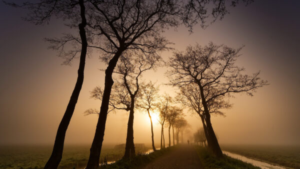 Wallpaper Field, Between, Road, Morning, Nature, And, During, Foggy, Trees, Desktop, Grass