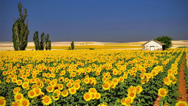 Wallpaper House, Sky, Field, Photography, Daytime, View, Background, Landscape, During, Blue, Sunflowers