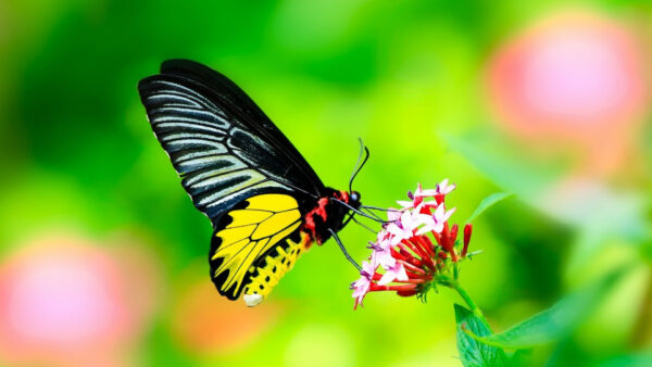 Wallpaper Blur, Green, Black, Yellow, Flowers, Background, Butterfly, Desktop